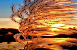 Good morning | morning video new status dawonload