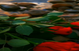 Rose day | couple romantic rose status video dawonload