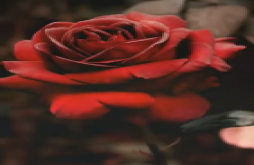 Rose day | rose dau nwe couple status video dawonload