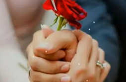 Rose Day | Rose Day | Rose day special whatsapp video status dawonload