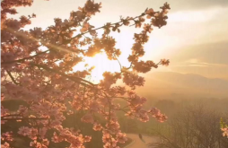 Good Morning new video status