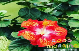 Good morning  video status