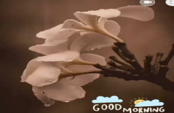 Good Morninig whatsapp video status